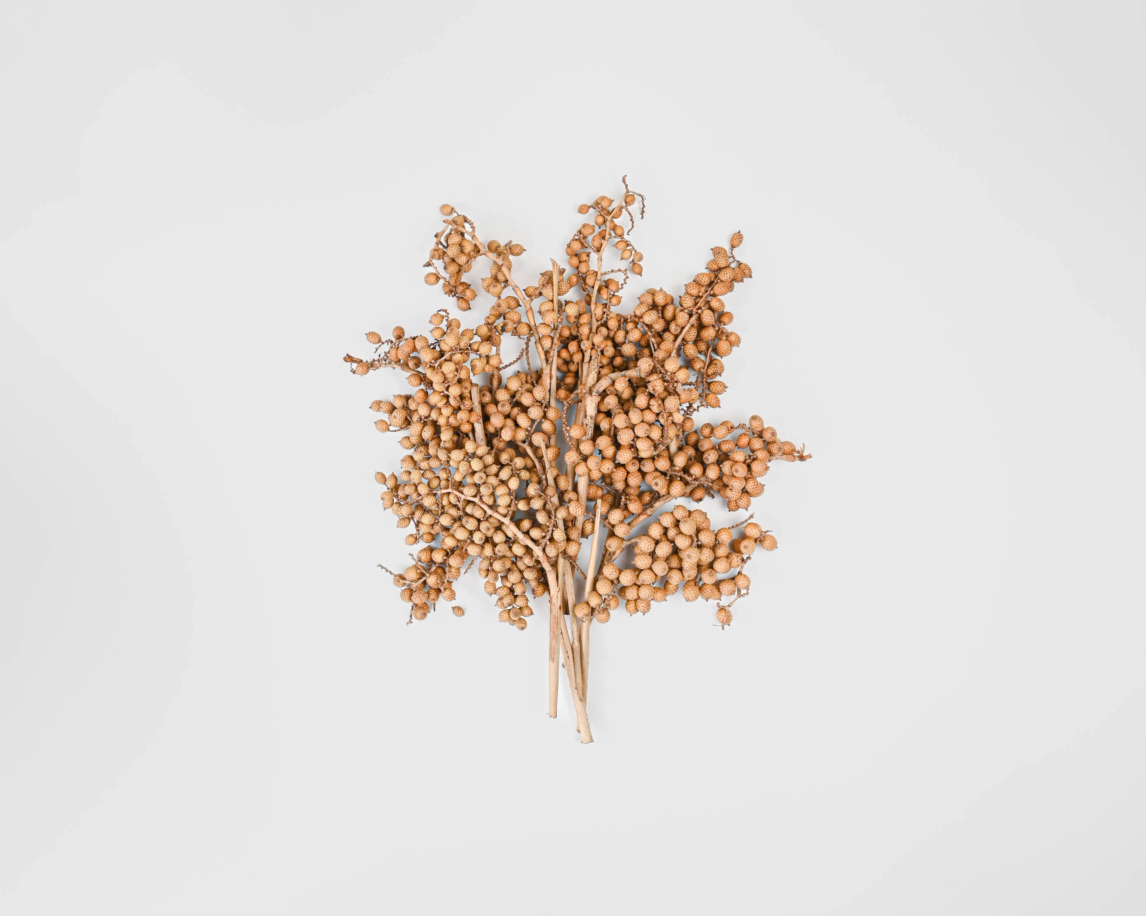 Dried Canella Berries - Decorative Bunch